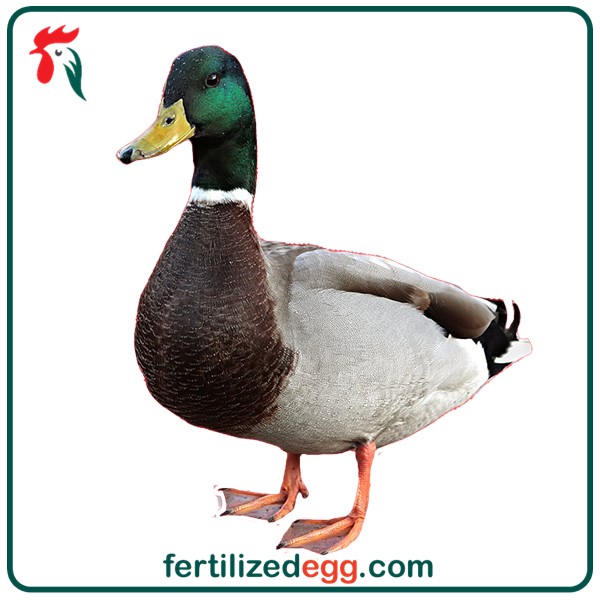 تخم نطفه دار اردک محلی 